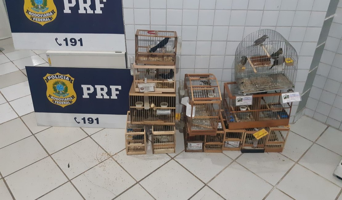 Homem é preso transportando pássaros silvestres em São Miguel dos Campos
