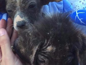 Equipes flagram maus-tratos a animais em Garça Torta