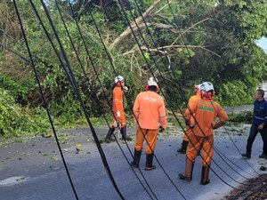 Três pessoas ficam presas dentro de carro após queda de árvore na Gruta