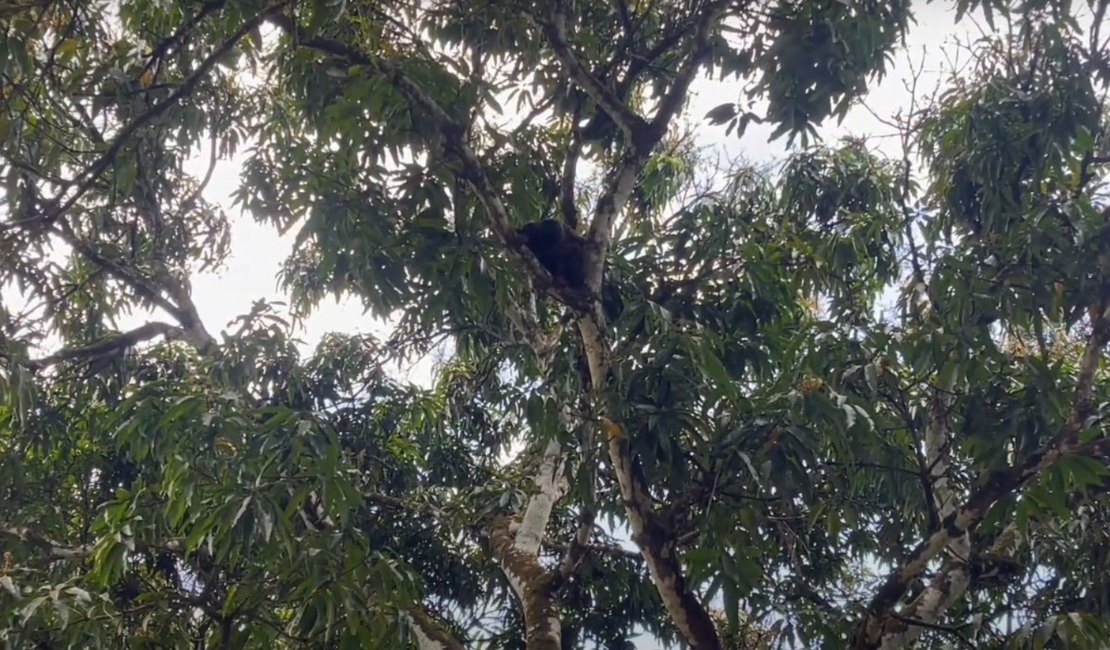 [Vídeo] Macaco bugio é capturado por órgãos ambientais na zona rural de Satuba