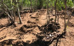 Polícia Federal destrói mais de 700 pés de maconha em Canapi