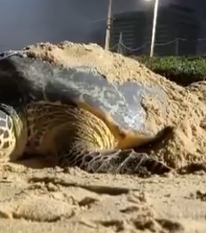Tartaruga-de-pente é flagrada em desova na praia de Jacarecica, em Maceió