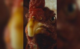 ‘Vídeo da galinha’; o sucesso da peça publicitária do governo Paulo Dantas que viralizou