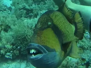 Peixe exótico 'com dentes humanos' morde mergulhador no Egito; assista