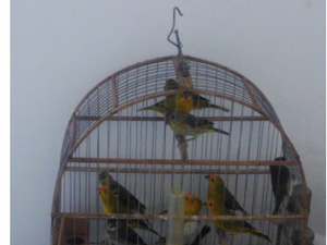 Homem é preso com pássaros silvestres no Agreste de Alagoas