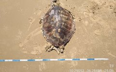 No total foram 17 tartarugas encontradas mortas de Feliz Deserto