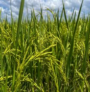 Seagri promove atividades técnicas de rizicultura irrigada no Baixo São Francisco de Alagoas