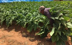 Produção de fumo em Arapiraca