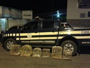 PRF  realiza fiscalização na BR 316, cinco pessoas são presas