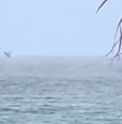 Baleia encanta banhistas com espetáculo raro na praia da Jatiúca