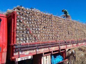 Abacaxi produzido em Alagoas conquista o mercado paulista