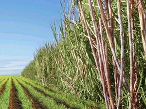 Levantamento da Conab aponta redução de canavial em Alagoas