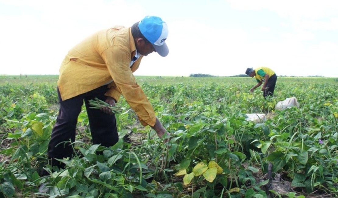 Produtores iniciam a colheita do feijão do programa Barriga Cheia