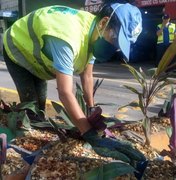Prefeitura de Maceió já plantou mais de 2 mil mudas de árvore em espaços públicos