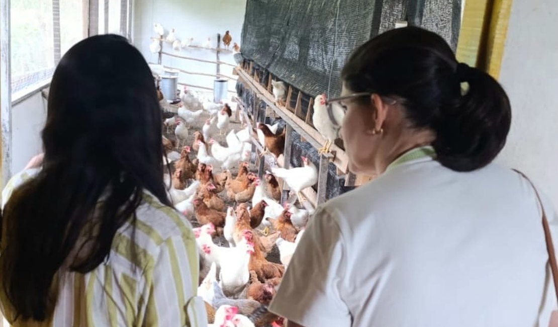 Escola de Campo de Arapiraca terá entreposto para limpeza e comercialização de ovos de galinha caipira
