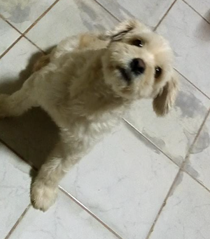 Família arapiraquense faz apelo para encontrar cachorro que desapareceu no bairro Nova Esperança