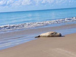 Elefante-marinho “Leôncio” desaparece e mobiliza buscas no litoral de Alagoas