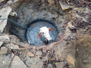 Novilho de 300 kg cai em fossa na cidade de Penedo
