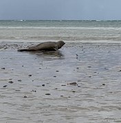IMA/AL monitora elefante-marinho que está na costa alagoana desde o dia 11