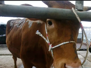 Brasil confirma caso de 'vaca louca' no Pará e suspende exportação de carne à China