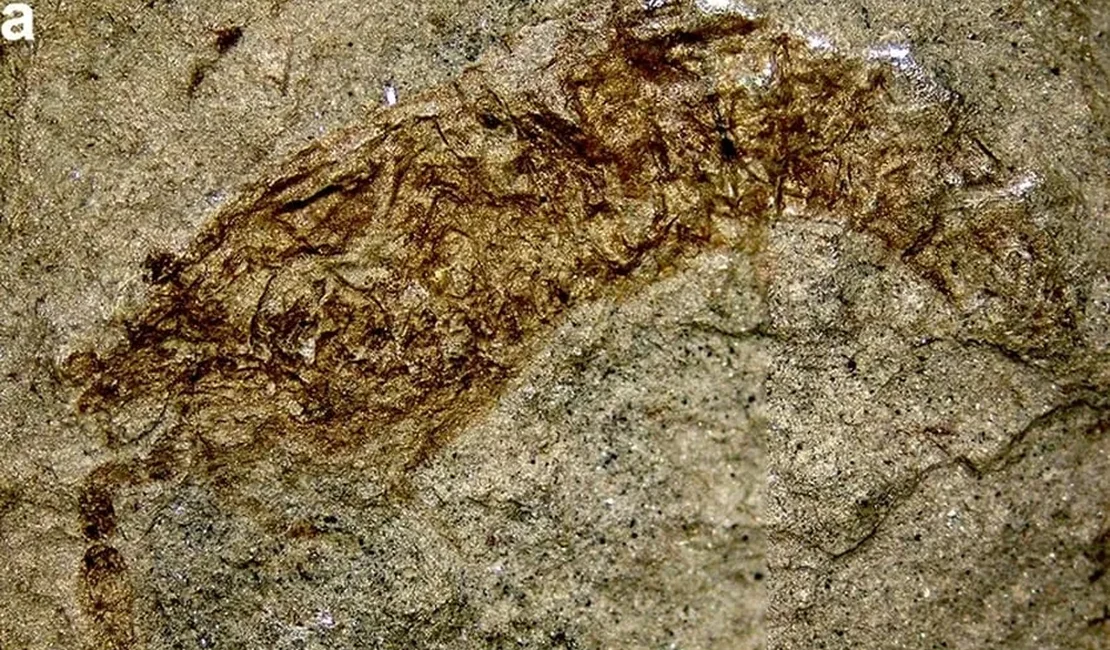 Pesquisadores descobrem fóssil raro de camarão de 120 milhões de anos no sertão nordestino