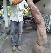 Agricultor colhe macaxeira de 27 kg em Boca da Mata