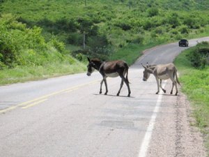 Casal fica ferido após moto bater em cavalo em União dos Palmares