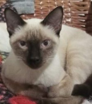 Tutor procura por gato desaparecido em Arapiraca e oferece recompensa