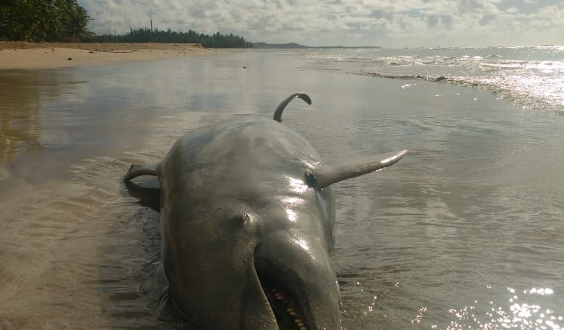Golfinho é encontrado em praia de Alagoas