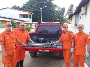 Bombeiros capturam jacaré em condomínio residencial de Maragogi
