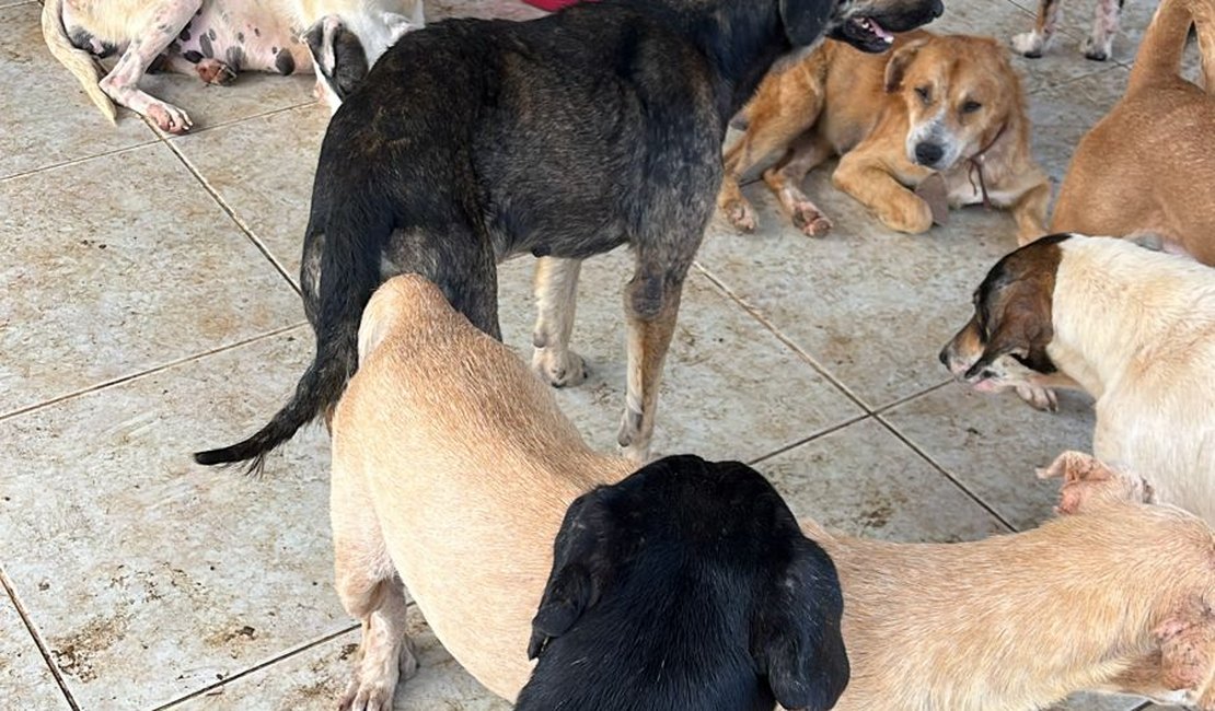 Animais abandonados praticavam canibalismo na Santa Amélia