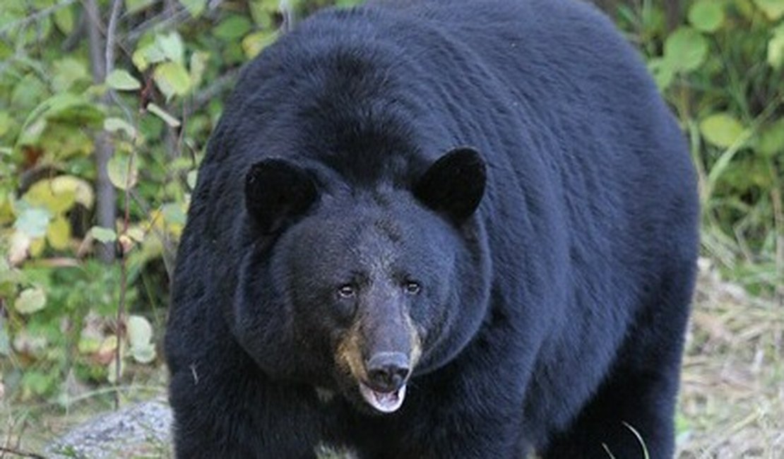 Homem de 70 anos é decapitado após ataque de urso no Japão
