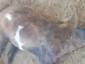 'Chupa-Cabra' volta a atacar e mata seis ovelhas na zona rural de Craíbas