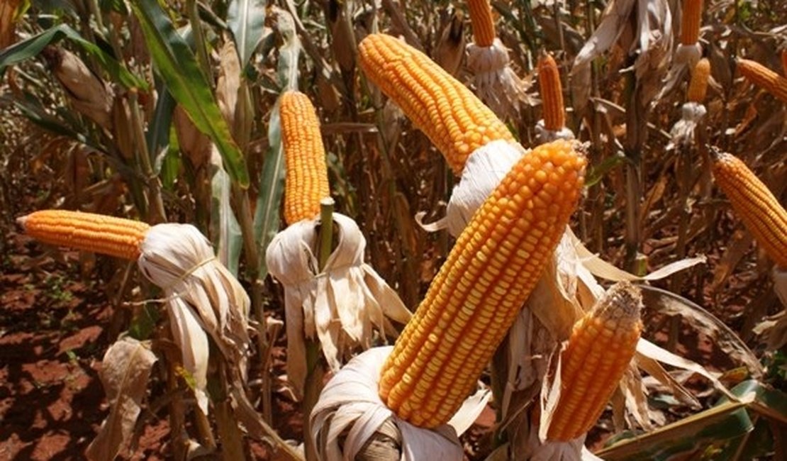 Volume de milho produzido em Alagoas pode triplicar em 2015