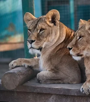 Zoológico de Kharkiv deve sacrificar leões, tigres, ursos e outros animais por causa da guerra