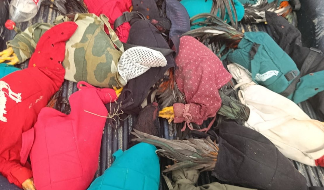 Polícia desmantela rinha de galo e resgata 23 animais no interior de Alagoas