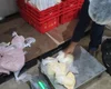 Vigilância Sanitária apreende 700 kg de alimentos impróprios em estabelecimento de Maceió