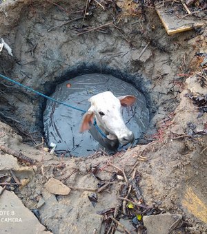 Novilho de 300 kg cai em fossa na cidade de Penedo