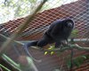 Guaribas-de-mãos-ruivas voltam a habitar as florestas alagoanas e reacendem a esperança pela conservação da fauna nordestina