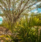 Prefeitura de Arapiraca alerta sobre queimadas e descarte irregular de lixo