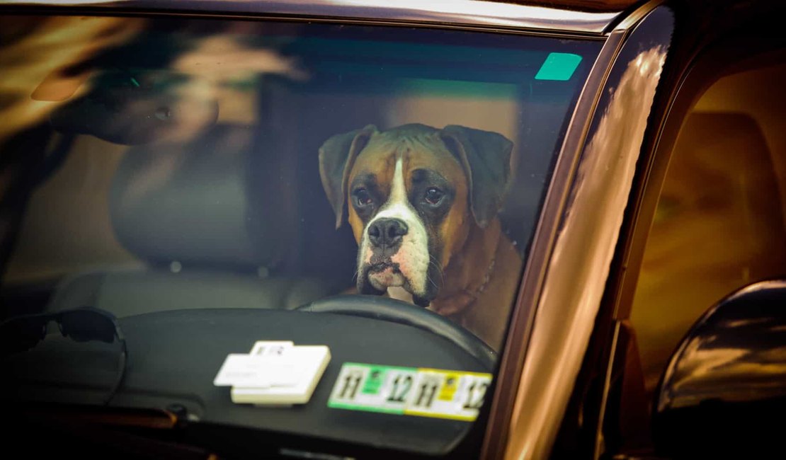 Mulher é acusada de deixar 4 cães 'para morrer' em carro na Flórida