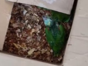 Homem que criava 121 pássaros silvestres em cativeiro agride policial e é preso