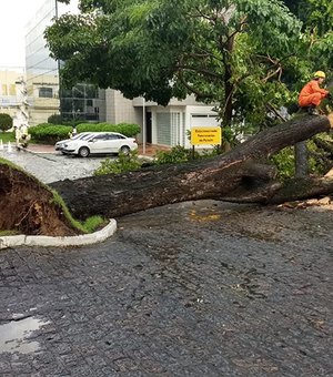 Árvore centenária cai no estacionamento do Palácio do Governo