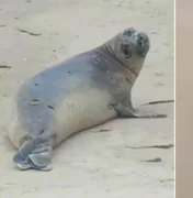 Instituto Biota confirma que elefante-marinho encontrado morto era 'Leôncio'