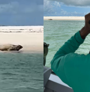 [Vídeo] Elefante-marinho volta a ser avistado em praia do Litoral Sul de Alagoas