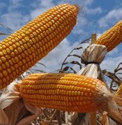 Concessão de crédito para produção de grãos aumenta 102% em AL