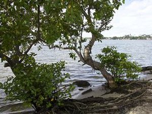 Corpo é encontrado por pescadores com cabeça parcialmente decepada