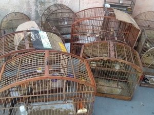 PF de SP faz operação contra tráfico de animais silvestres e prende um dos maiores traficantes do país