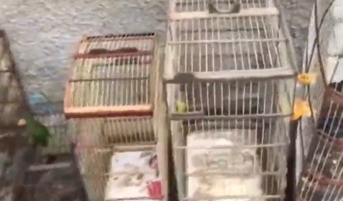 Animais silvestres são resgatados de cativeiro após operação da PM em Roteiro