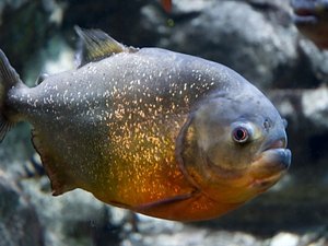 Redes serão utilizadas para conter ataques de piranhas